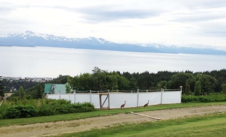 GardenExteriorCranes