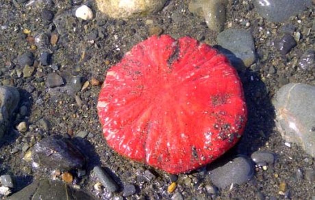 red sea thing June 2, 2013 cropped