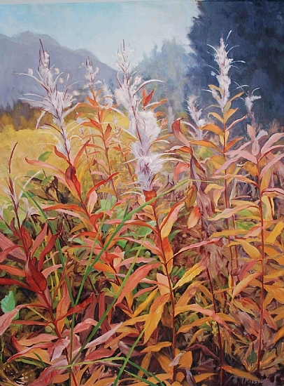 fireweed-cotton