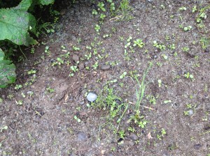 baby wildflowers 001