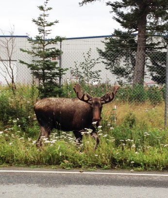 Airport moose